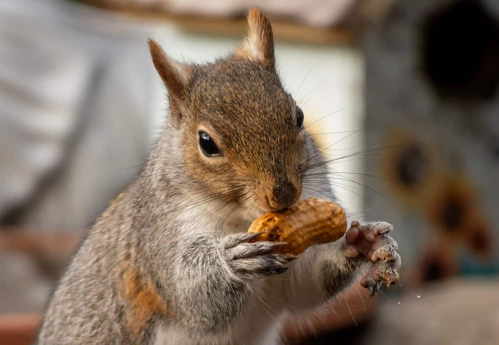 Trader turns $44,800 into $1.4 million with Peanut (Pnut) the squirrel