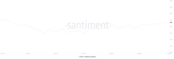 Bitcoin Whales are Increasing, But Their Activity Remains Unstable0